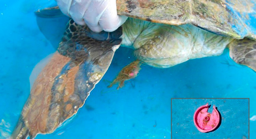 Em um deles, em 2013, uma tartaruga em processo de reabilitação chegou a expelir plástico nas fezes.