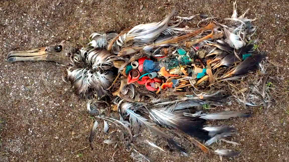 danos provocados pela poluição plástica nos ecossistemas e na saúde humana.