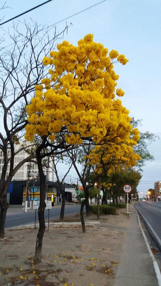 Ipês florescem e colorem paisagem na principal avenida de Maceió - TNH1