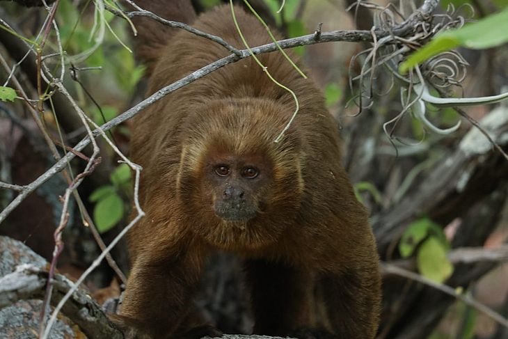 macaco-prego  IMA - Instituto do meio Ambiente