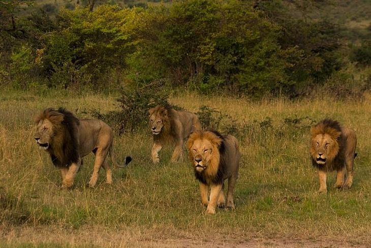 Caçadores são devorados por leões em reserva na África do Sul - TNH1