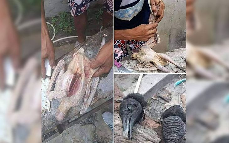 Carne de urubu é vendida como galinha caipira em feira de Manaus