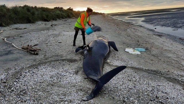 Mais de 30 baleias morrem em praia na Nova Zelândia