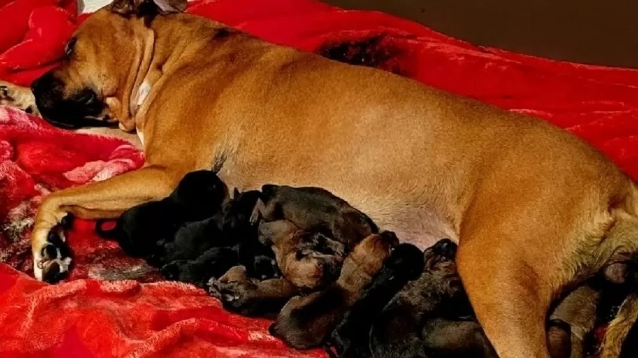 Cadela Honey deu à luz 22 filhotes na Austrália