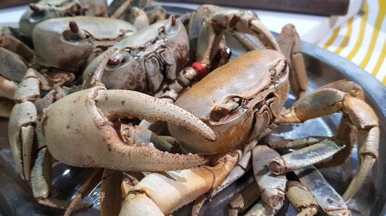 Imagem Guaiamum tá liberado!