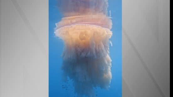 Água-viva gigante foi registrada no Litoral Norte de SP - Rafael Mesquita