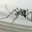 Transmitido por mosquitos Aedes, principalmente os das espécies Aedes aegypti e Aedes albopictus, que sobrevivem e se reproduzem em ambientes quentes, o vírus não tem, pelo menos por enquanto, o mesmo impacto nos países mais ao norte da Europa. - Foto: Agência Brasil