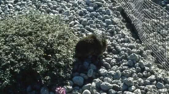 Foto: Mike Allen/UCR