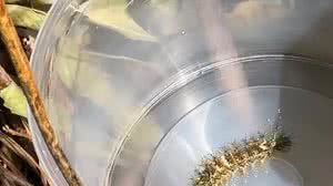 Lagarta do gênero Lonomia – única capaz de ocasionar acidentes graves e até levar à morte - Comunicação Butantan