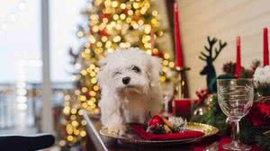 Foto: Reprodução/Freepik