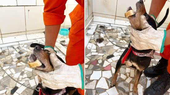 Cachorro é socorrido por bombeiros após ficar com osso preso na mandíbula, em Arapiraca - Divulgação / Corpo de Bombeiros