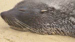 O lobo-marinho foi apelidado de 'Joca' por banhistas de Ipanema - Reprodução / Instagram econservation_