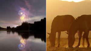 Animais morreram assustados com rojões soltos por inquilino em 2019 - Foto: TJ-SP e imagem ilustrativa