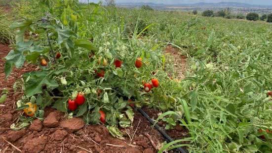 Operação descobre furto diário de 40 mil litros de água para irrigar plantação de tomates, em Palmeira dos Índios - Ascom Águas do Sertão