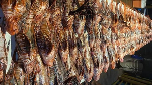 O menor peixe-leão encontrado tinha apenas 10 centímetros, enquanto o maior ultrapassava 45 centímetros. - Foto: Divulgação