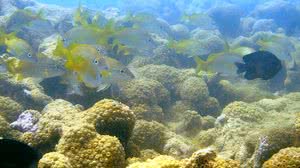 Foto: Reprodução/ICMbio