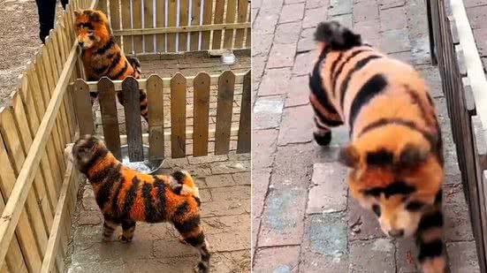 Zoo chinês exibe cães pintados como se fossem tigres - Foto: Reprodução