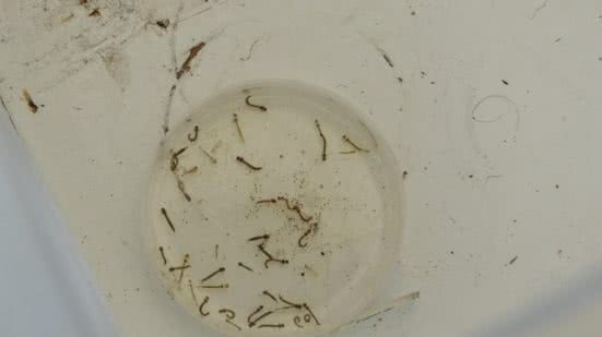 Imagem Alagoas registrou 190 notificações de dengue nas 4 primeiras semanas de 2025