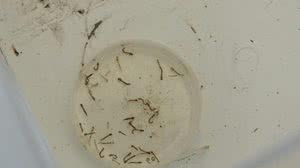 Imagem Alagoas registrou 190 notificações de dengue nas 4 primeiras semanas de 2025