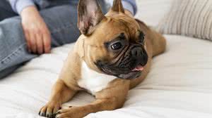 Cão tranquilo em sua casa - Freepik