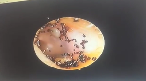 Foto: Reprodução/Redes Sociais