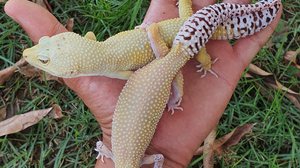 Imagem Conheça o incrível gecko leopardo! Saiba algumas curiosidades