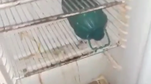 Após intervenção da Defensoria Pública, crianças são retiradas de lar abusivo - Foto: Reprodução