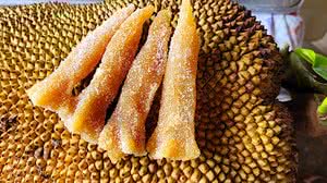 Imagem Tulipa de Jaca: a matéria mais lida