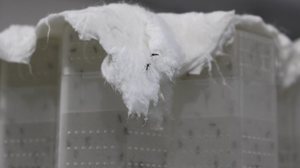 Ministério da Saúde amplia uso de mosquitos modificados para combater dengue em 40 cidades - João Vitor Moura / MS