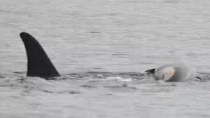 Orca 'vela' corpo filhote e morte preocupa pesquisadores - Reprodução / NOAA