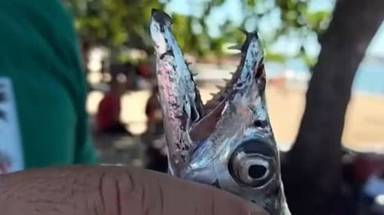 Suspeita é de que cardume de peixes-espada tenha atacado os banhistas - Reprodução / Inter TV RJ