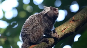 Foto: Reprodução/Agência Brasil