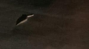 Cobra anda em pista de aeroporto e interrompe decolagem de avião em MT - Reprodução