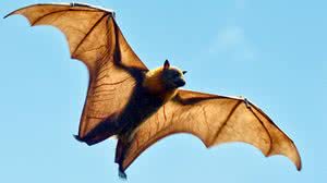 Foto: Reprodução/Cienciasresumos