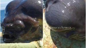 Foto: Reprodução/Redes Sociais