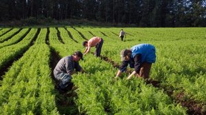 Cerca de 1,35 milhão de produtores da agricultura familiar que possuem dívidas em atraso há mais de um ano - Foto: MDS
