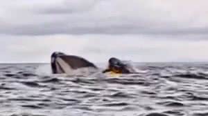 'Achei que tinha virado comida': homem relata segundos de pânico com baleia - Reprodução / X