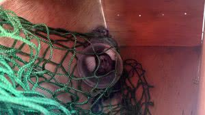 Bombeiros resgatam sagui preso em cone em Delmiro Gouveia - Divulgação / Corpo de Bombeiros