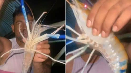 Camarão azul gigante no Pará assusta pescadores e bota medo até em peixes - Reprodução / Redes sociais