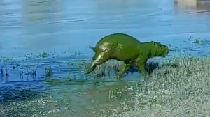 Foto: Reprodução/Redes Sociais