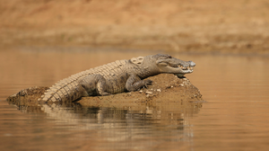 Foto: Reprodução/Freepik