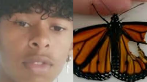 Imagem Por que amassar uma borboleta, misturar com água e injetar pode ser fatal?