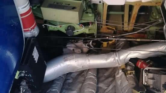 Gato se esconde em avião e cancela voo por dois dias na Itália - Reprodução