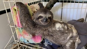 Doações auxiliam na manutenção e higiene dos recintos onde os animais silvestres estão se recuperando - Foto: Mary Landim / Ascom IMA