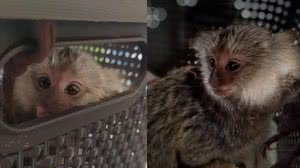 Imagem Macaco com as pernas amarradas é resgatado dentro de ônibus no MA