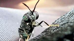 Imagem O pequeno inseto com grande apetite que transforma resíduos orgânicos em fertilizante sustentável