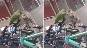 Foto: Reprodução/Redes Sociais