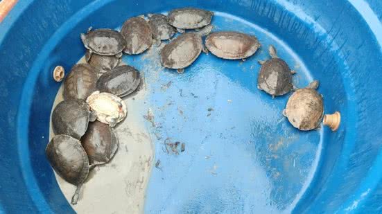 Técnicos do IMA e do Instituto Biota resgatam cágados arrastados pela chuva - Divulgação / IMA / Biota