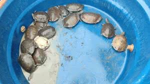 Técnicos do IMA e do Instituto Biota resgatam cágados arrastados pela chuva - Divulgação / IMA / Biota