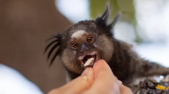 Mulher tem náusea e descobre que contraiu raiva após mordida de sagui no CE - Fabio Rodrigues Pozzebom / Agência Brasil